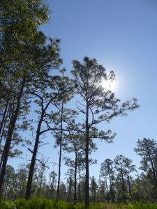 pines-at-heartwood-preserve_26767921259_o