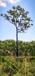 1.Longleaf Pine w/palmettos