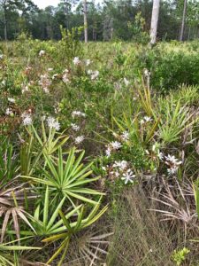 tarflower blooming in Preserve